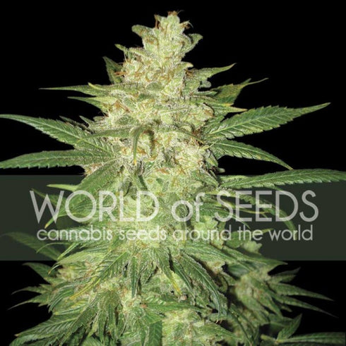 World Of Seeds - Colombian Gold Ryder